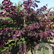 Cercis can. 'Forest Pansy' 175-200 cm draadkluit meerstammig
