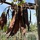 Cercis siliquastrum 125-150 cm container struik