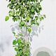 Clematis trichotoma 175-200 cm 15L