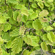 Corylus a. 'Scooter' 175-200 cm draadkluit meerstammig