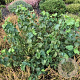 Corylus a. 'Scooter' 175-200 cm draadkluit meerstammig