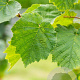 Corylus colurna 12-14 HO draadkluit