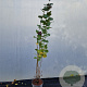 Corylus m. 'Purpurea' 170-200 cm 10L