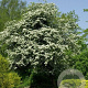 Crataegus monogyna 10-12 HO container