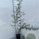 Hippophae rhamnoides 60-100 cm 2,0L