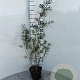 Hippophae rhamnoides 60-100 cm 2,0L