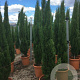 Cupressus semp. 'Totem' 200-250 cm container