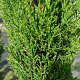 Cupressus semp. 'Totem' 200-250 cm container Multistam