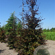 Fagus syl. 'Atropunicea' 20-25 cm draadkluit beveerd  3 X verplant