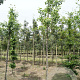 Ginkgo biloba 12-14 HO draadkluit