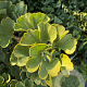 Ginkgo bil. 'Troll' 60-80 cm container struik C18