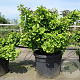 Ginkgo bil. 'Troll' 60-80 cm container struik C18