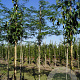 Gleditsia triacanthos inermis 10-12 HO draadkluit