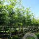 Gleditsia triac. 'Sunburst' 12-14 HO draadkluit 3 X verplant