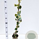 Hedera colchica 'Dentata Variegata' 70-80 cm rozenpot 2L