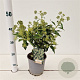 Hedera hel. 'Zorgvlied' 20-30 cm 2,5L