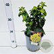 Hedera hib. 'Arbori Compact' 25-30 cm 2,5L