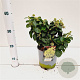 Hedera hib. 'Arbori Compact' 25-30 cm 2,5L