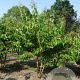 Heptacodium miconioides 175-200 cm draadkluit meerstammig