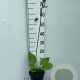 Hosta 'Sum and Substance' GM 2,0L