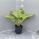 Hosta 'Sum and Substance' GM 2,0L