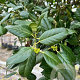 Ilex 'Nellie R. Stevens' 18-20 HO container 125 cm stam LEIVORM