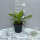 Hosta 'Undulata Albomarginata' GM 2,0L