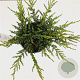 Juniperus comm. 'Repanda' 25-30 cm 2,5L