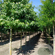 Liquidambar styraciflua 16-18 cm draadkluit geveerd