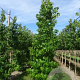 Liquidambar styraciflua 16-18 cm draadkluit geveerd