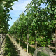 Liquidambar styraciflua 14-16 HO draadkluit 3 X verplant