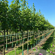 Liquidambar styraciflua 18-20 HO draadkluit verplant