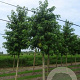 Liquidambar styraciflua 20-25 HO draadkluit 3 X verplant
