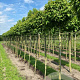 Liquidambar s. 'Gum Ball' 18-20 HO draadkluit verplant