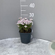 Iberis semp. 'Pink Ice' GM 2,0L
