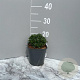 Iberis semp. 'Pink Ice' GM 2,0L