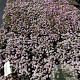 Iberis semp. 'Pink Ice' GM 2,0L