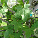 Liquidambar s. 'Kuijck Street' 18-20 HO draadkluit verplant