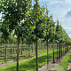 Liquidambar s. 'Kuijck Street' 18-20 HO draadkluit verplant