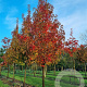 Liquidambar s. 'Kuijck Street' 18-20 HO draadkluit 3 X verplant