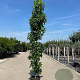 Liquidambar s. 'SlenderSilhouette' 14-16 cm container beveerd 