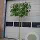 Liquidambar s. 'Worplesdon' 10-12 HO draadkluit lei 150x120