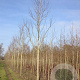 Liquidambar s. 'Worplesdon' 20-25 HO draadkluit