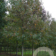 Liquidambar s. 'Worplesdon' 20-25 HO draadkluit