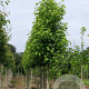 Liquidambar s. 'Worplesdon' 20-25 HO draadkluit 3 X verplant