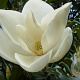 Magnolia grandiflora 150-175 cm draadkluit meerstammig 80-100 breed