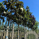 Magnolia grand. 'Galissonnière' 20-25 HO container leiboom