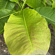 Magnolia tripetala 175-200 cm draadkluit meerstammig
