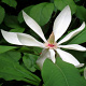 Magnolia tripetala 175-200 cm draadkluit meerstammig