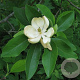 Magnolia virginiana 150-175 cm draadkluit meerstammig lage bol